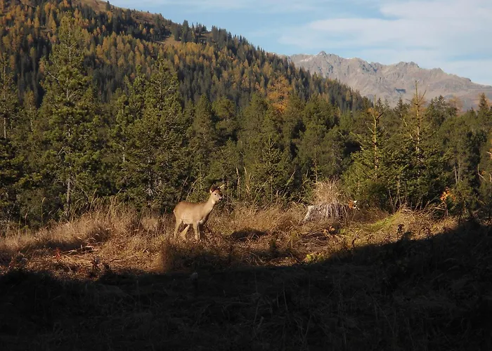 Atelier ダヴォス・プラッツ